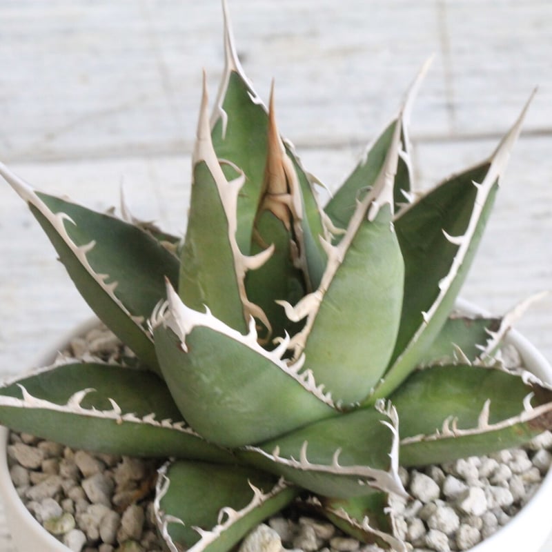 アガベ　帝釈天　覆輪　希少レア株 アガベ 帝釈天 覆輪 希少レア株 アガベ帝釈天（大株）-001｜agave