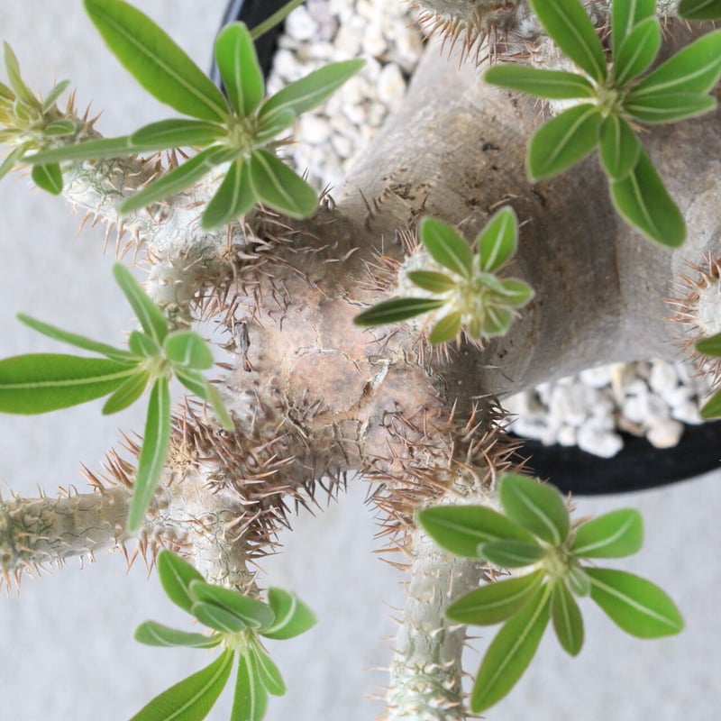 パキポディウム イノピナツム 国内管理数年の安定株 パキポディウム イノピナツム 国内管理数年の安定株 - メルカリ