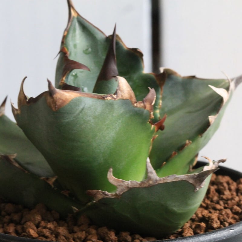 【直接取引】アガベ Amazon.co.jp: 種 Agave titanota FO-076 アガベ チタノタ