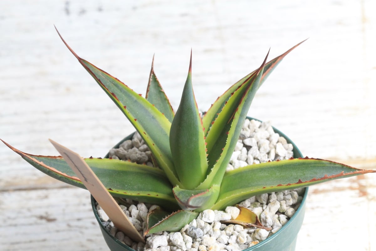 アガベ サングロー① | hanayoshi-botanical