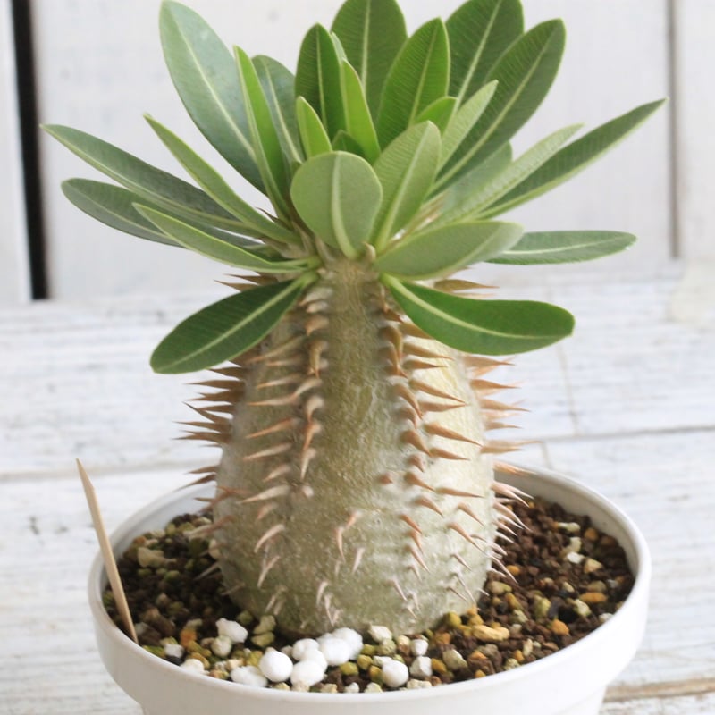 パキポディウム エブルネウム×デンシフローラム② | hanayoshi-botanical