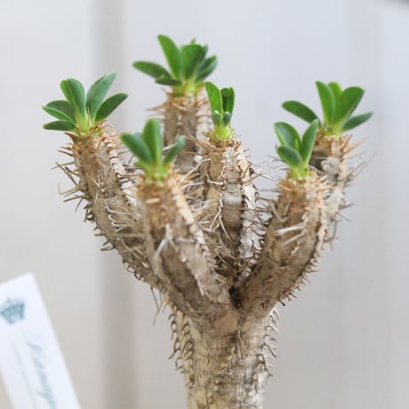 Euphorbia　ギラミニアナ