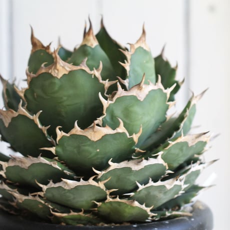 Agave titanota (N.F)