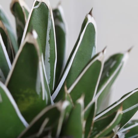 Agave　笹の雪