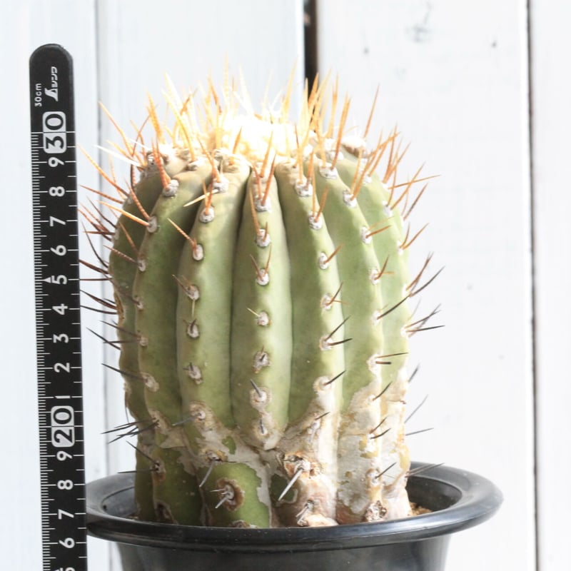 【短刺黒王丸】コピアポア シネレア コピアポア シネレア 短刺黒王丸 Copiapoa cinerea var.unguspinu