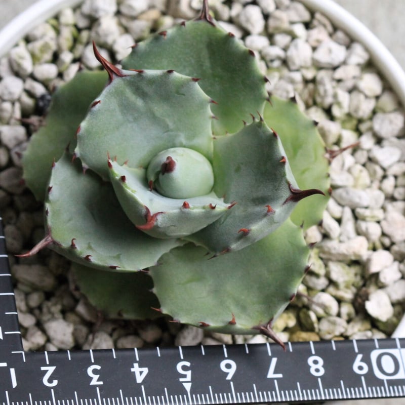 1/4 ポタトラムバルーンミニ アガベ 趣味家さんタグ付き 抜き苗発送 1/