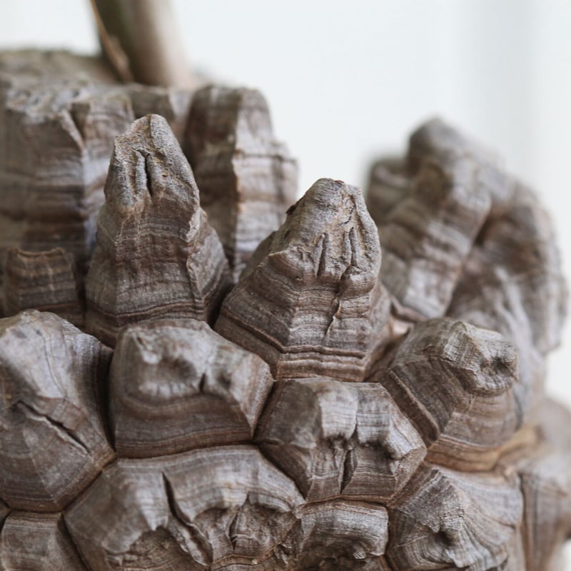 Discorea エレファンティペス 亀甲竜 | hanayoshi-botanical