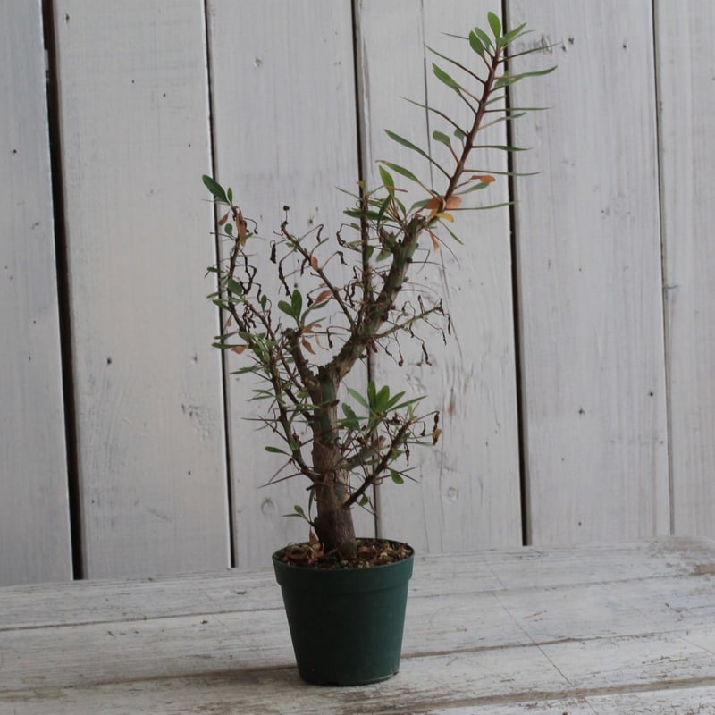 フォークイエリア プルプシー　国内　実生　検ファシクラータ 塊根植物】 フォークイエリア プルプシー × ファシクラータ HYB 届い