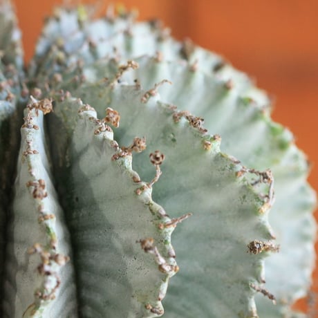 Euphorbia horrida アルバ