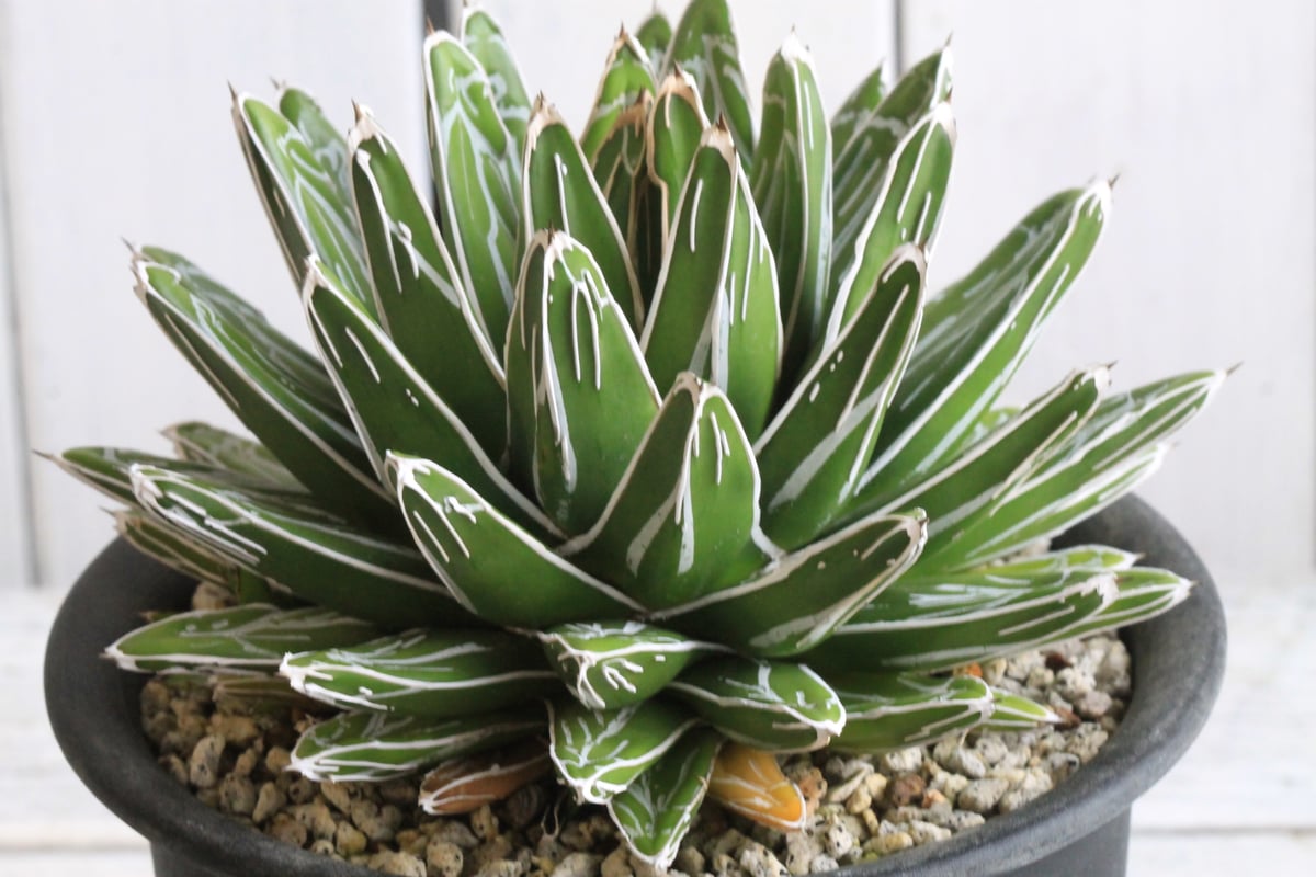 アガベ　特選　姫笹の雪　鉢のまま発送 アガベ 特選姫笹の雪 スノーボール | hanayoshi-botanical