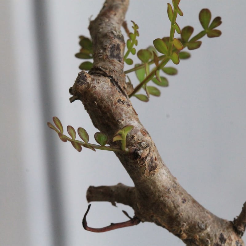 オペルクリカリア パキプス | hanayoshi-botanical