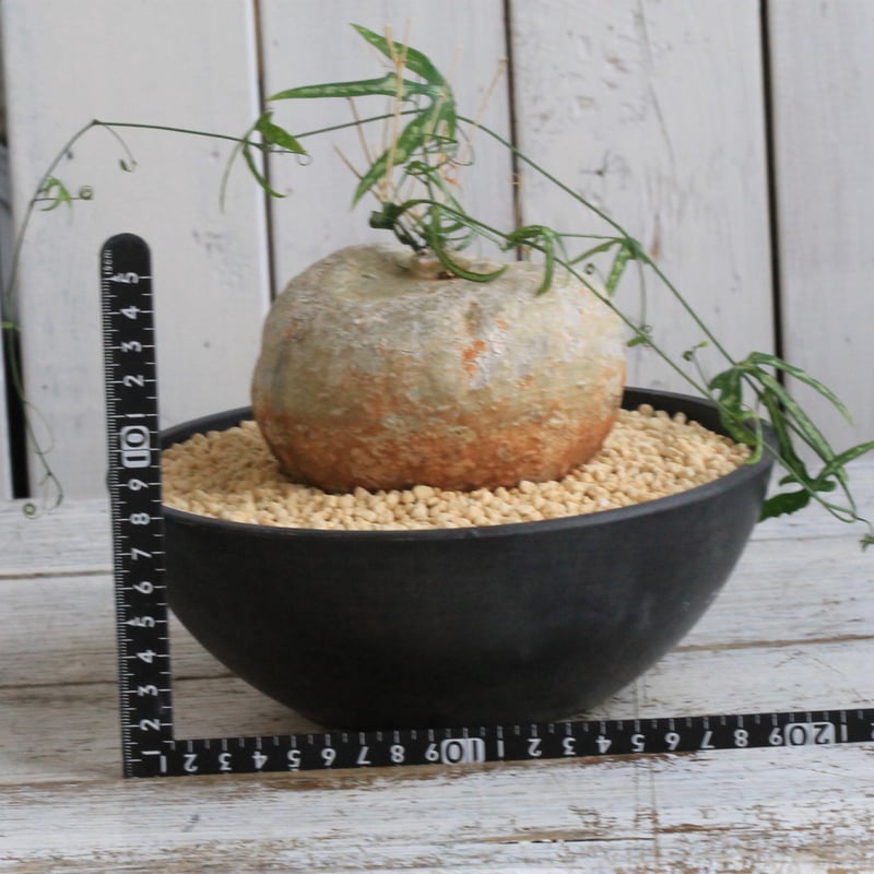 アデニア キルキー | hanayoshi-botanical