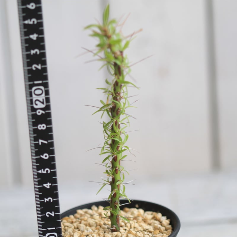 フォークイエリア プルプシー×ファシクラータ ハイブリッド 挿し木 2本