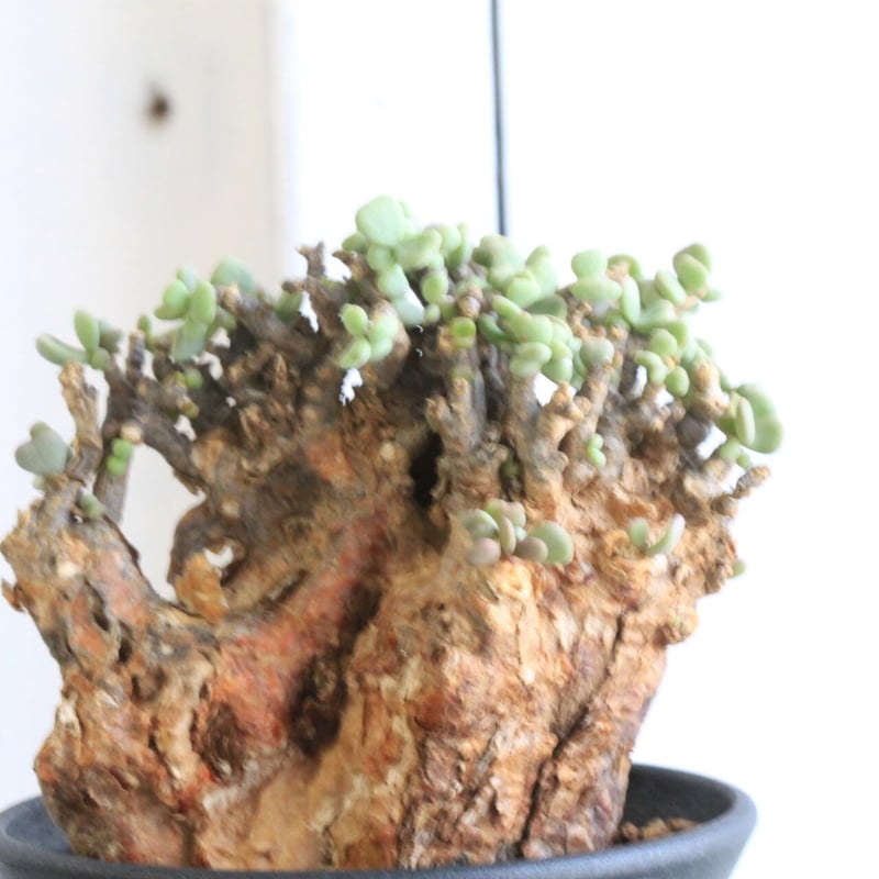 ケラリア ピグマエア | hanayoshi-botanical