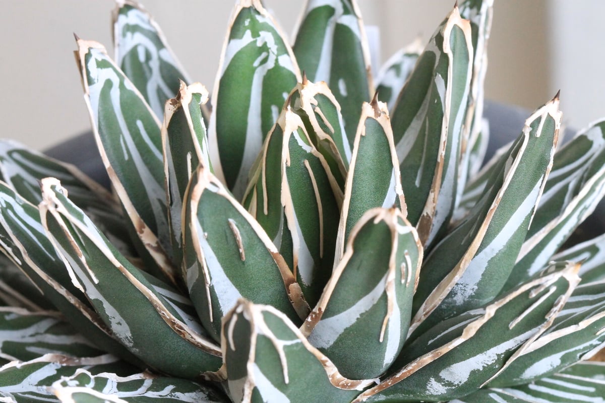 アガベ 爪白姫笹の雪 | hanayoshi-botanical