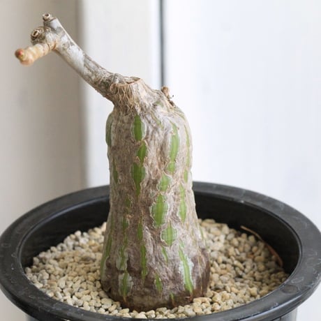 CATEGORY ボンバックス | hanayoshi-botanical