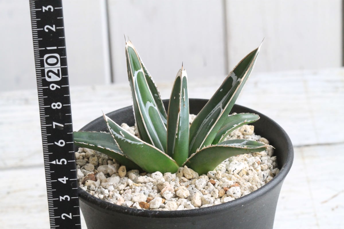 アガベ ダルマ笹の雪（B）③ | hanayoshi-botanical