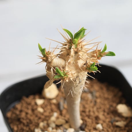 Euphorbia　ギラミニアーナ 　実生