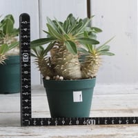 パキポディウム エブレネウム | hanayoshi-botanical