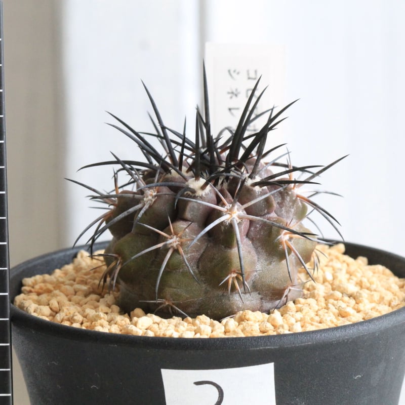 し*ん様 Copiapoa sp. コピアポア不明種　実生　35株セット 1992年 実生 樹齢32年 超古株 ᴄᴏᴘɪᴀᴘᴏᴀ