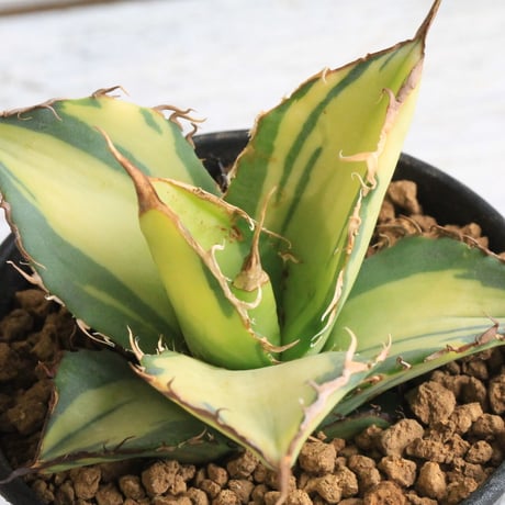 アガベチタノタ錦 | STORES