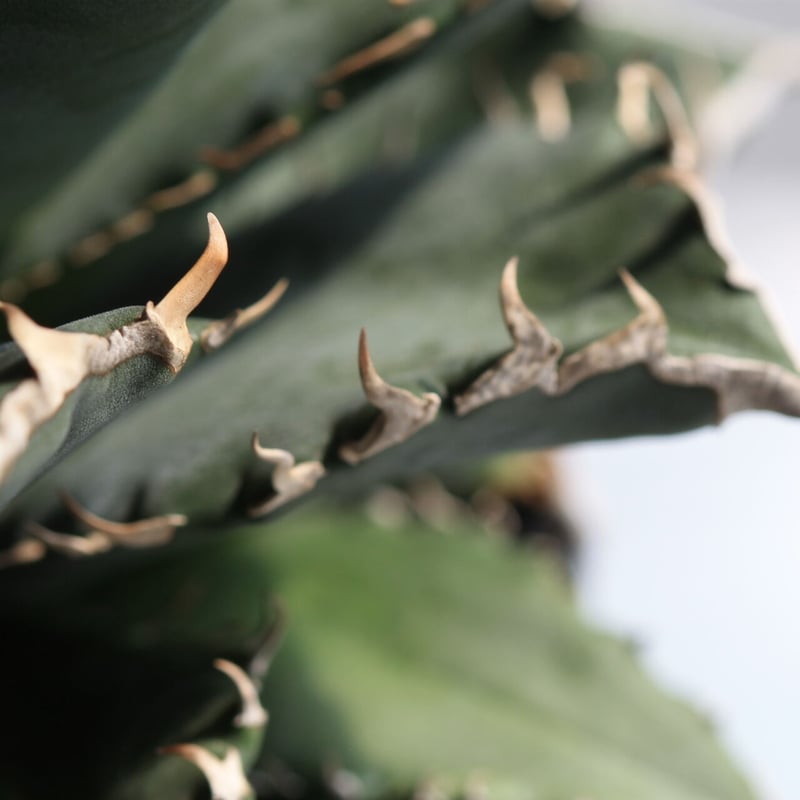 アガベ チタノタ 厳龍 特選株（益子焼 宿家綾子 作家鉢付き） アガベ チタノタ 厳龍 特選株（益子焼 宿家綾子 作家鉢付き）