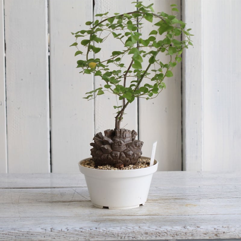 亀甲竜　実生　おおきめ　10センチ　グラキリス　パキプス 亀甲竜 実生 おおきめ 10センチ グラキリス パキプス 亀甲竜