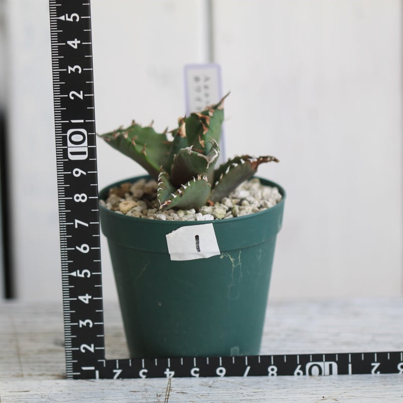 アガベ　チタノタ　ホワイトファイヤー鉢こみ アガベ チタノタ ホワイトファイヤー鉢こみ