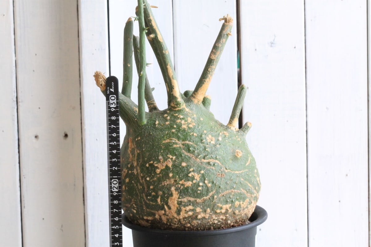 fit=scale-down,w=1200