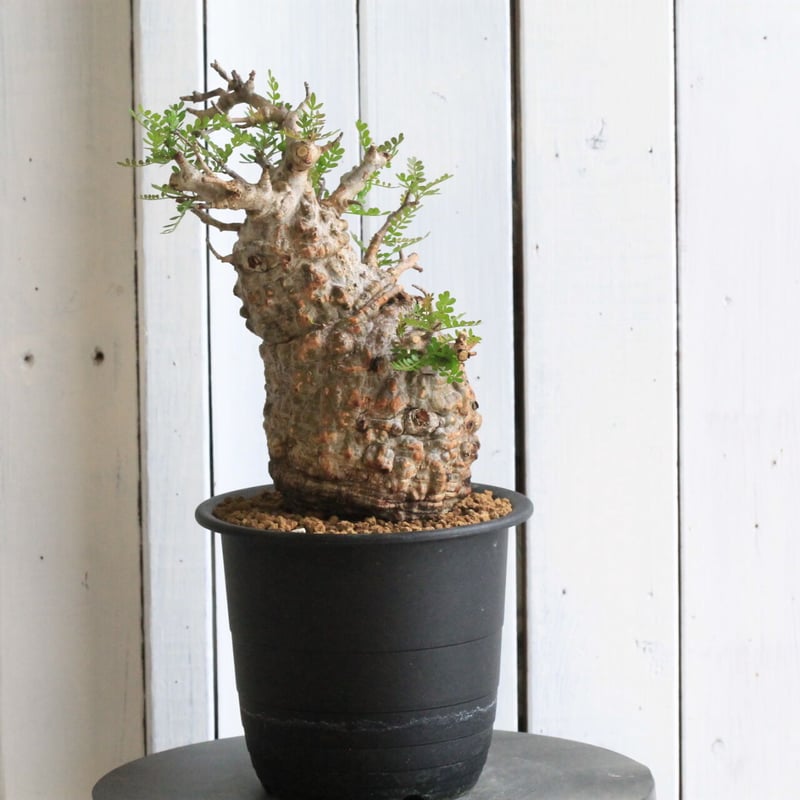 1オペルクリカリア パキプス | hanayoshi-botanical