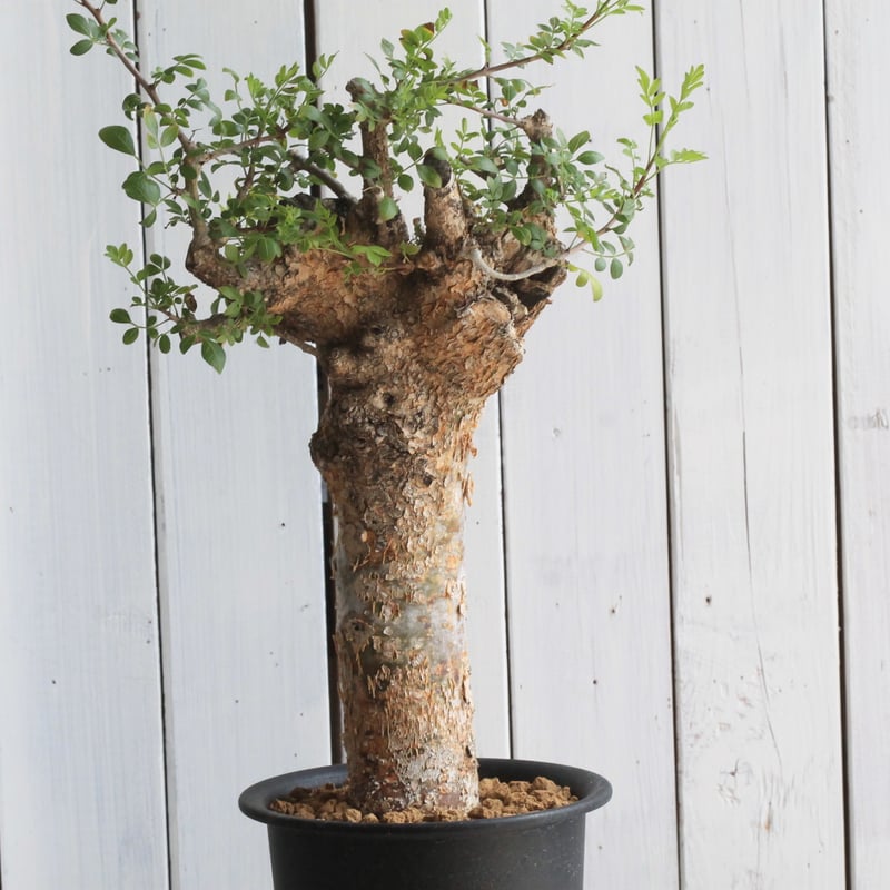 ブルセラ ファガロイデス | hanayoshi-botanical ブルセラ ファガロイデス | hanayoshi-botanical