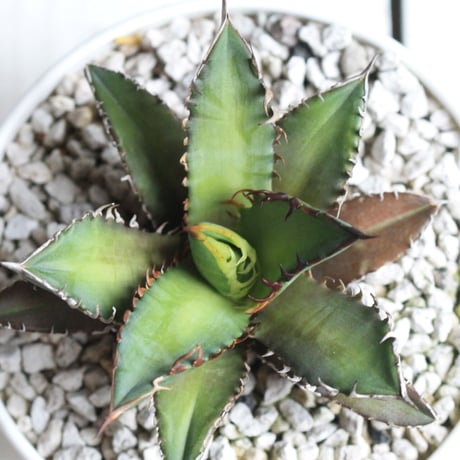 Agave レッドキャットウィーズル