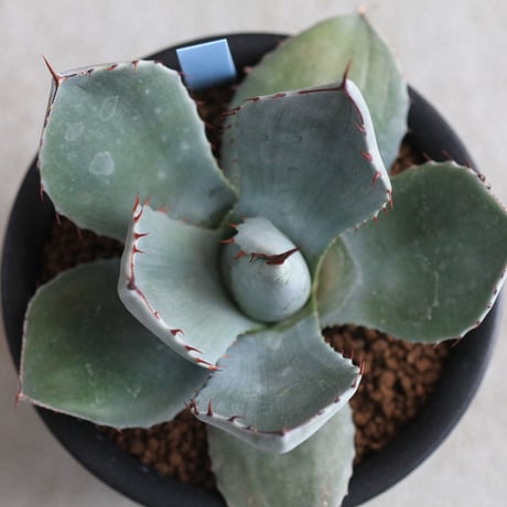 Agave parry v. truncata