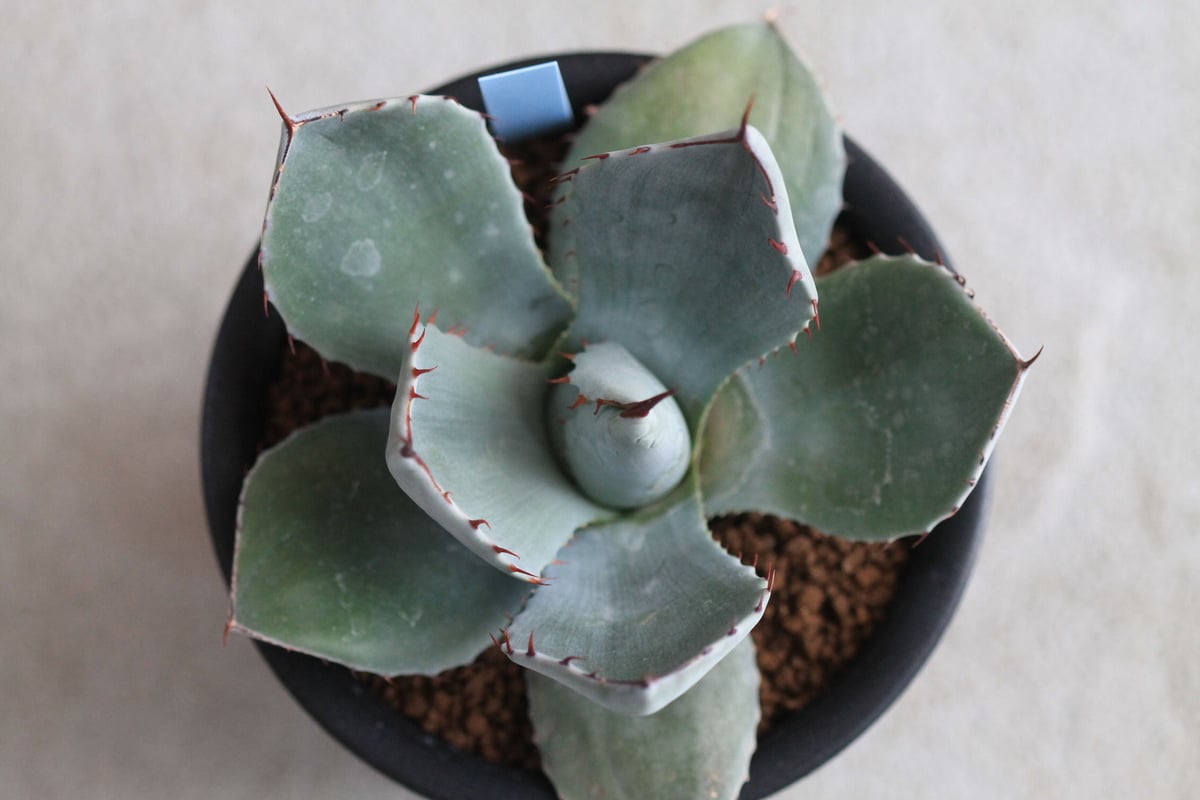 Agave parry v. truncata | hanayoshi-botanical