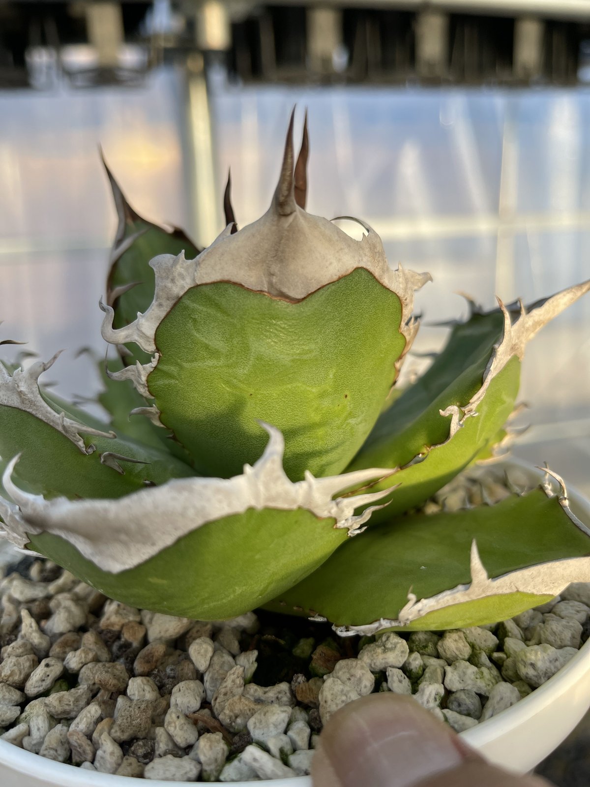 アガベ　チタノタ　オテロイ　緑犀牛　トップ太　2 とても良い株、緑犀牛 #agave #agavetitanota #agaveoteroi