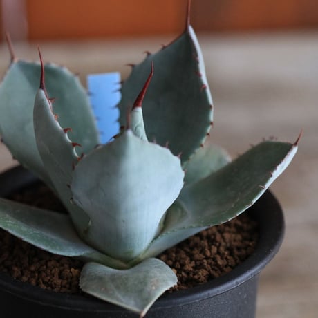 Agave parry v. truncata