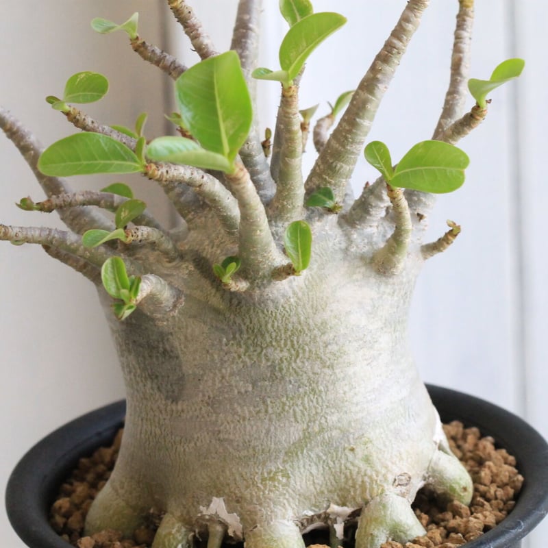 アデニウム　アラビカム アデニウム アラビカム（小型） | hanayoshi-botanical