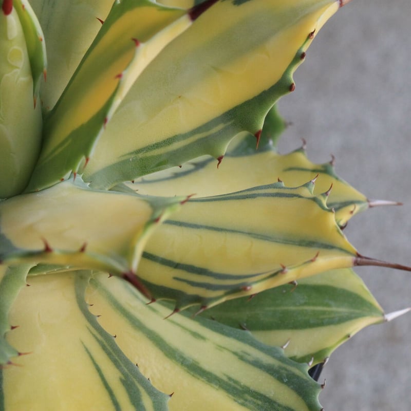 アガベ 楊貴妃 | hanayoshi-botanical