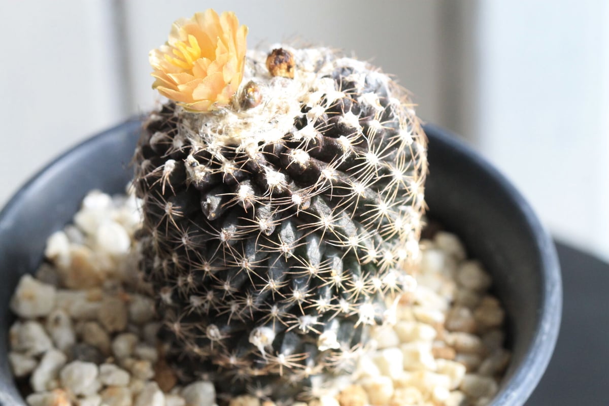 コピアポア テヌイシマ | hanayoshi-botanical