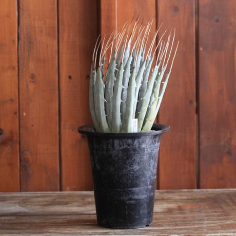 Agave　ユタエンシス　エボリスピナ