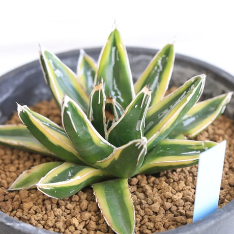 Agave 笹の雪 輝山