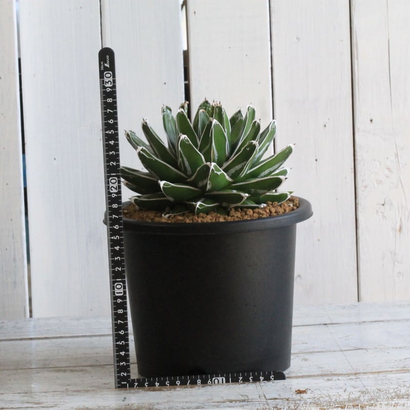 アガベ 笹の雪 NO-50 | hanayoshi-botanical