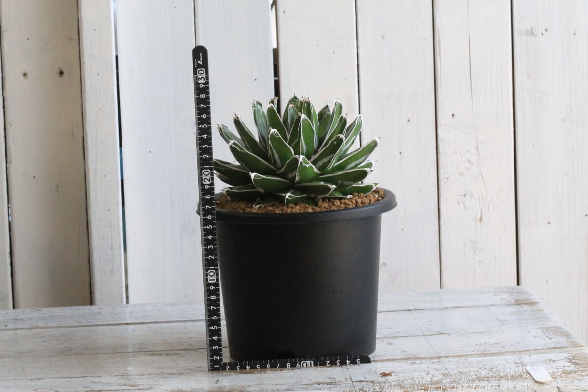 大株 極美 アガベ 笹の雪 鉢付き宅急便送料込み