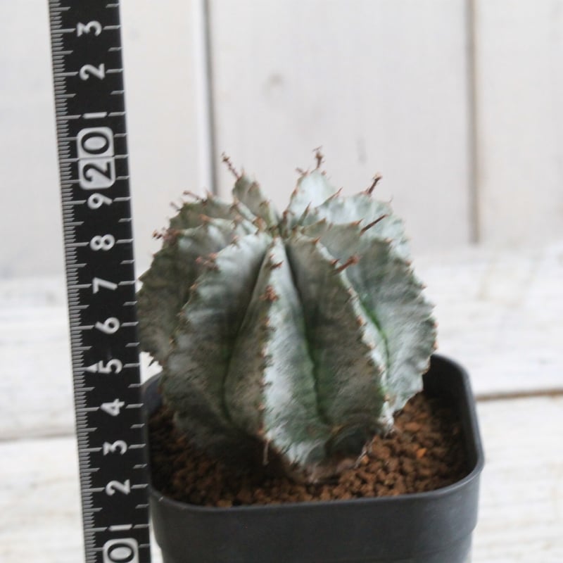 ユーフォルビア ホリダ（V）マジョール | hanayoshi-botanical