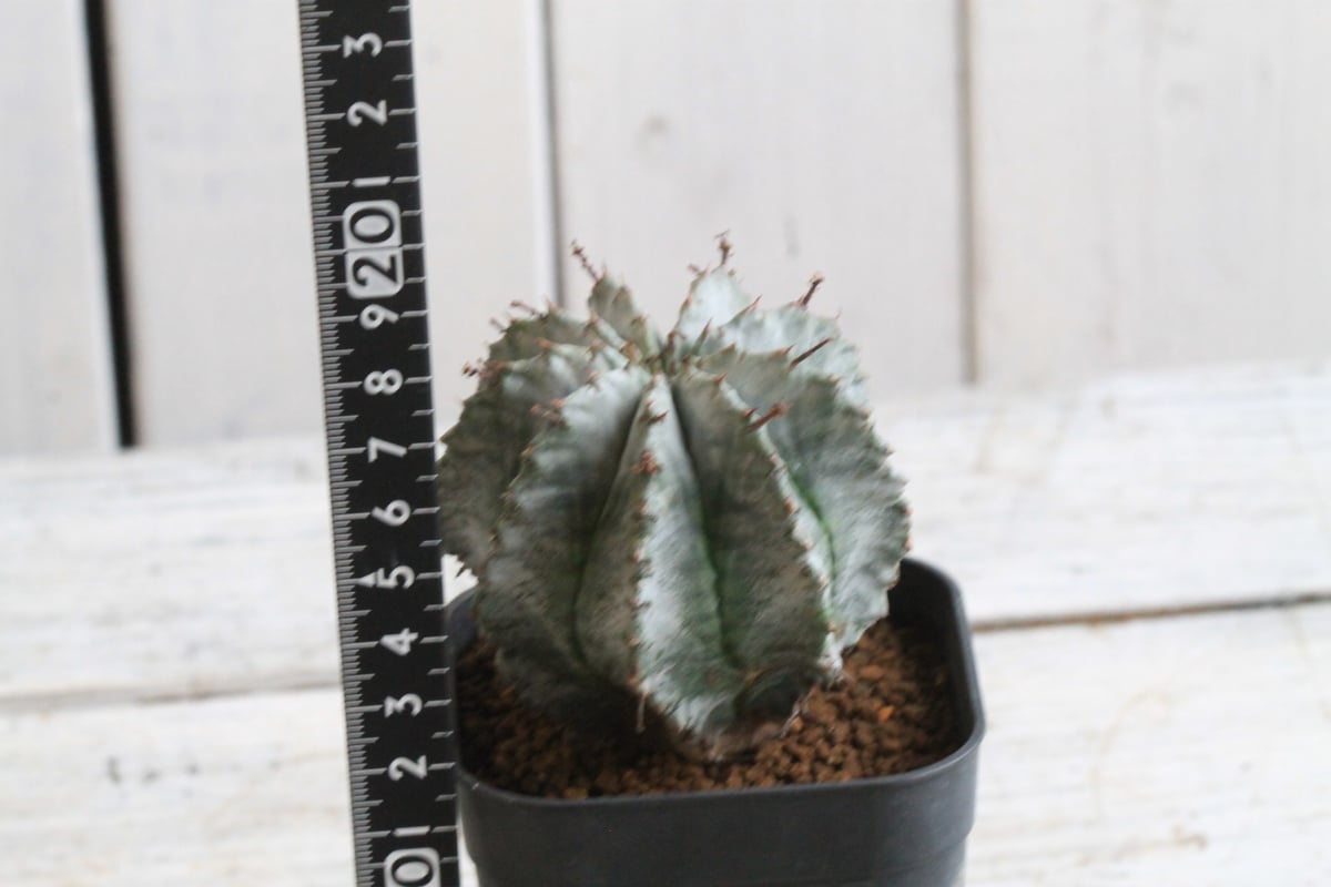 ユーフォルビアホリダ　マジョール ユーフォルビア ホリダ マジョール Euphorbia horrida 'Mayor