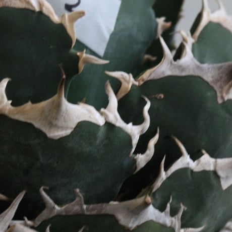 Agave titanota Jupiter