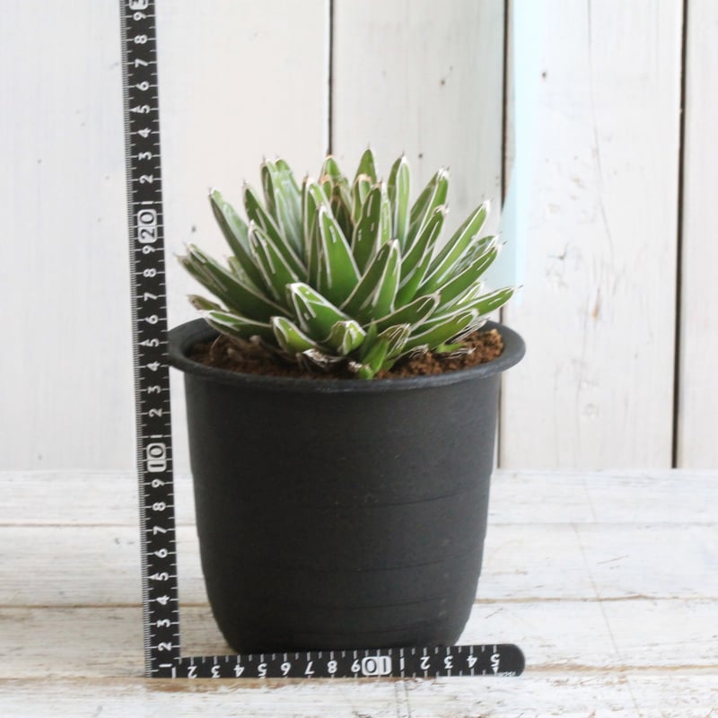 アガベ 特選姫笹の雪 スノーボール | hanayoshi-botanical