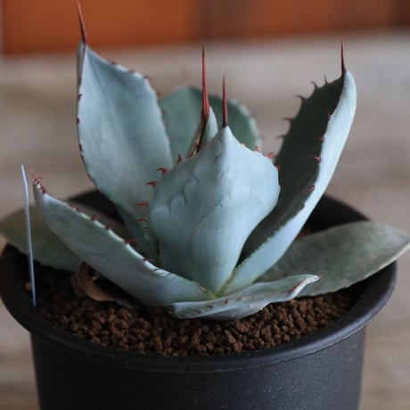 Agave parry v. truncata