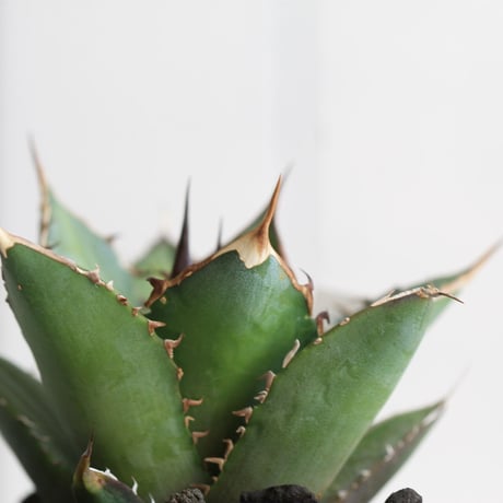 Agave シエラミクスティカ