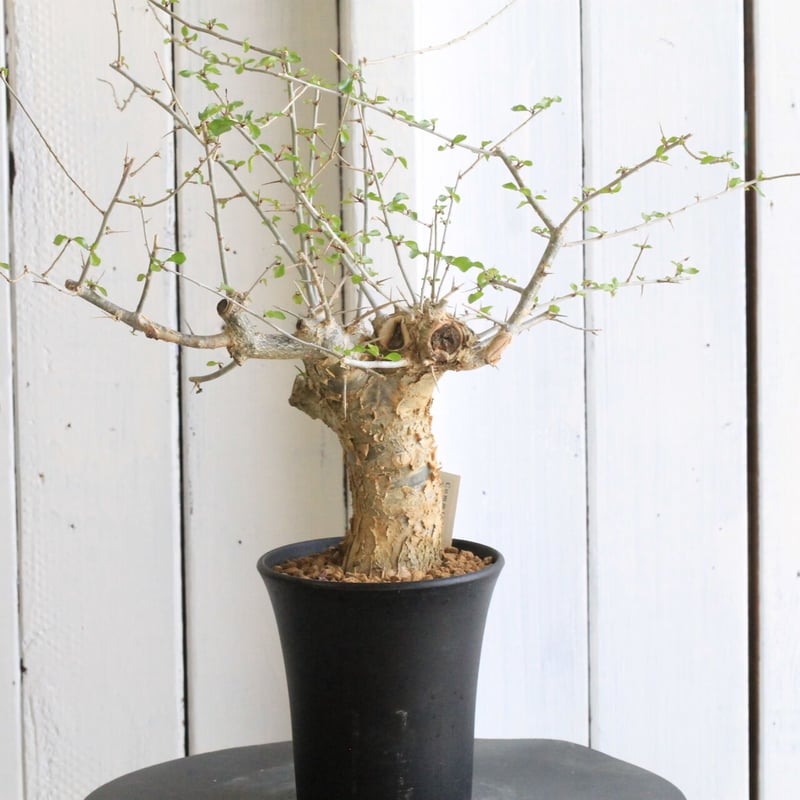 コミフォラ シンプリキフォリア | hanayoshi-botanical